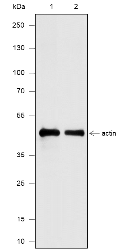 Anti-Actin (Plant) Mouse mAb