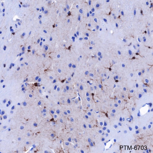 Anti-FABP7 Rabbit mAb