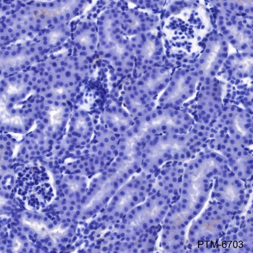 Anti-FABP7 Rabbit mAb