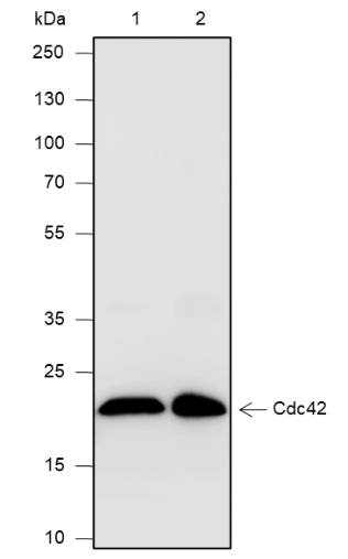 Anti-Cdc42 Rabbit mAb