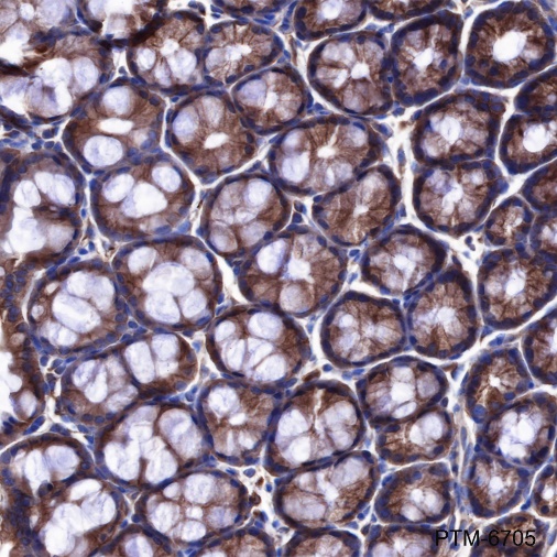 Anti-Cdc42 Rabbit mAb