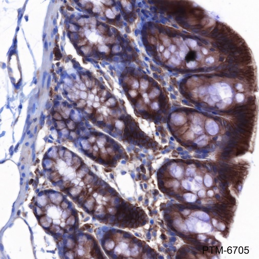 Anti-Cdc42 Rabbit mAb