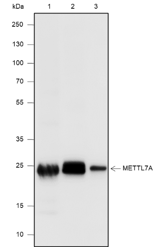 Anti-METTL7A Mouse mAb