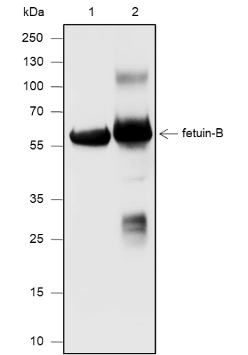Anti-Fetuin B Mouse mAb