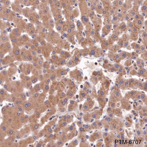 Anti-Fetuin B Mouse mAb