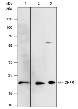 Anti-DHFR Mouse mAb