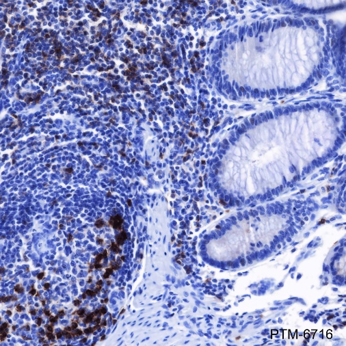 Anti-PD1 Mouse mAb