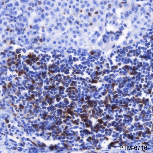 Anti-PD1 Mouse mAb