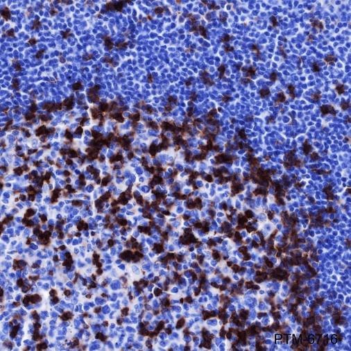 Anti-PD1 Mouse mAb