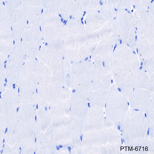Anti-PD1 Mouse mAb
