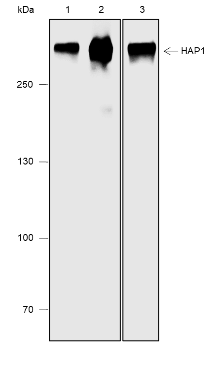 Anti-IGF2R/CI-M6PR Rabbit mAb