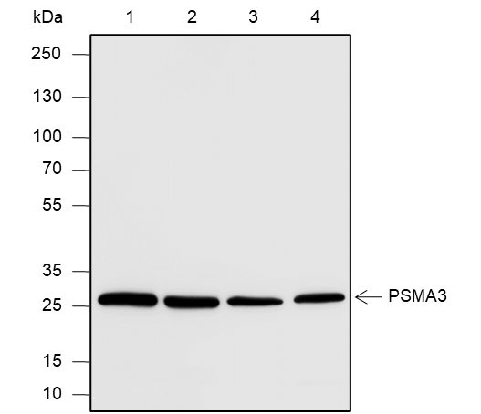 Anti-PSMA3 Mouse mAb