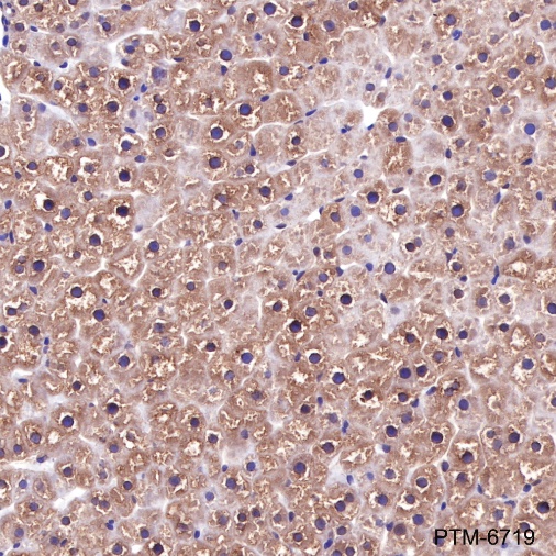Anti-PSMA3 Mouse mAb