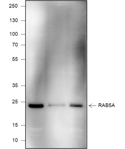 Anti-Rab5A Mouse mAb