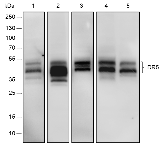 Anti-DR5 Rabbit mAb