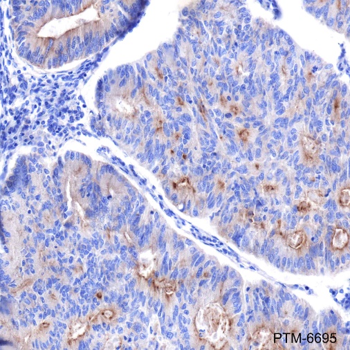 Anti-DR5 Rabbit mAb