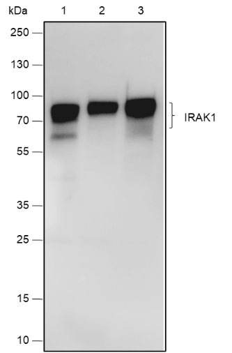 Anti-IRAK1 Rabbit mAb