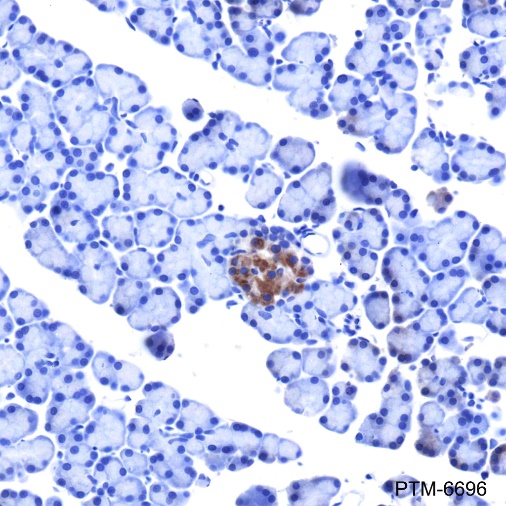 Anti-IRAK1 Rabbit mAb