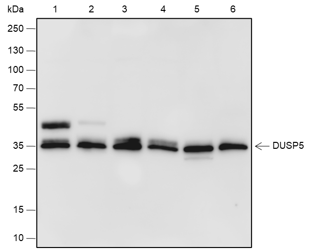 Anti-DUSP5 Rabbit mAb