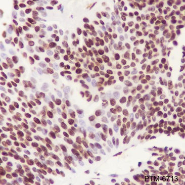 Anti-DUSP5 Rabbit mAb
