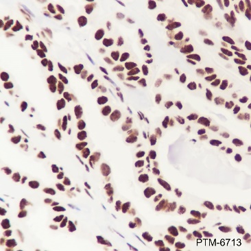 Anti-DUSP5 Rabbit mAb
