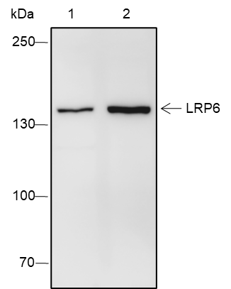 Anti-LRP6 Rabbit mAb