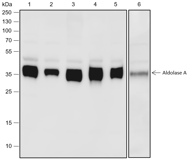 Anti-Aldolase A Rabbit pAb