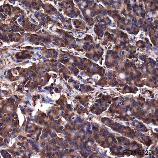 Anti-Aldolase A Rabbit pAb