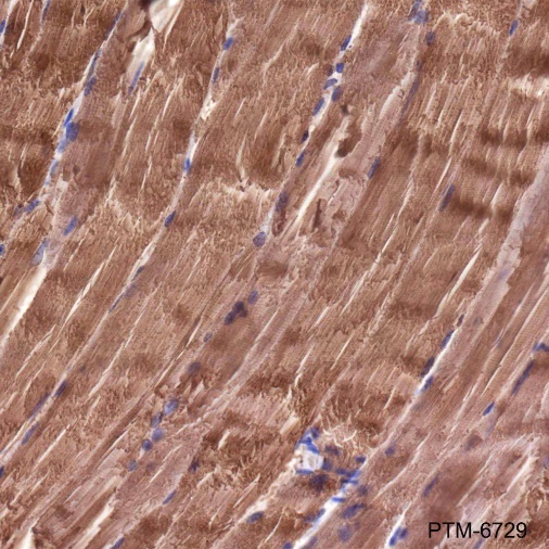 Anti-Aldolase A Rabbit pAb