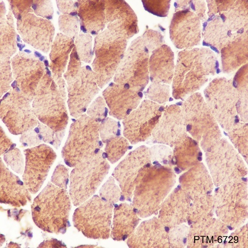 Anti-Aldolase A Rabbit pAb