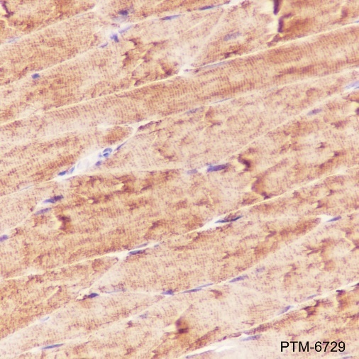 Anti-Aldolase A Rabbit pAb