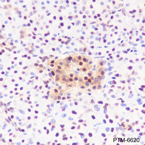Anti-GAPDH Rabbit mAb (HRP Conjugate)