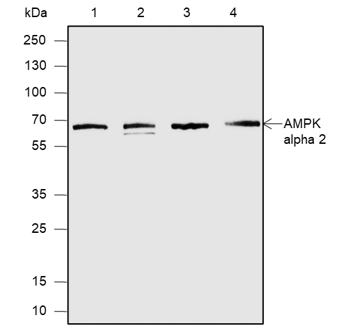 Anti-AMPK alpha 2 Mouse mAb