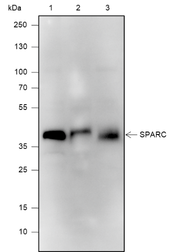 Anti-SPARC Rat mAb