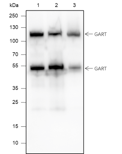 Anti-GART Mouse mAb