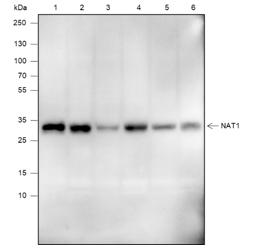 Anti-NAT1 Mouse mAb
