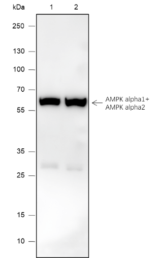 Anti-AMPK alpha 1 + AMPK alpha 2 Rabbit mAb