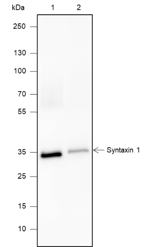 Anti-Syntaxin 1 Mouse mAb