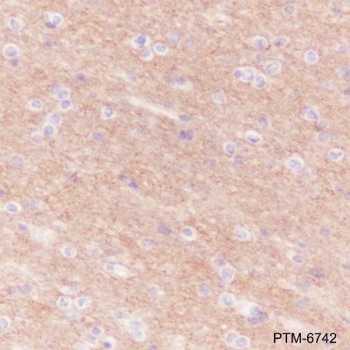 Anti-Syntaxin 1 Mouse mAb