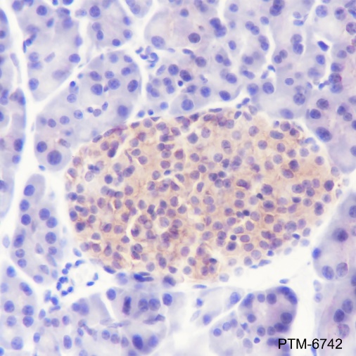 Anti-Syntaxin 1 Mouse mAb
