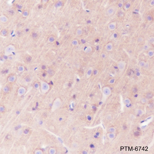Anti-Syntaxin 1 Mouse mAb