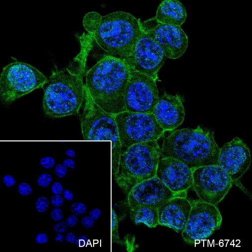 Anti-Syntaxin 1 Mouse mAb