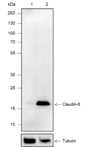 Anti-Claudin-6 Mouse mAb