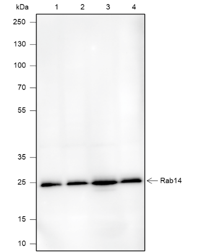 Anti-Rab14 Mouse mAb