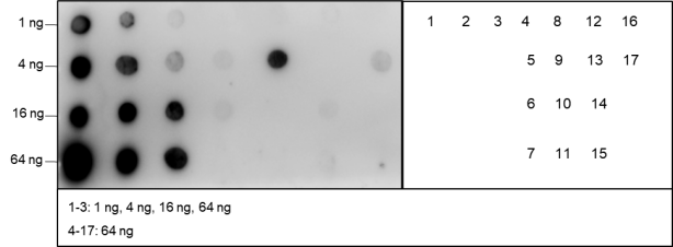 Anti-Crotonyl-Histone H2B (Lys15/16/20) Rabbit mAb