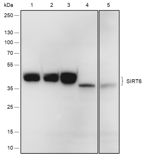 Anti-SIRT6 Rabbit mAb