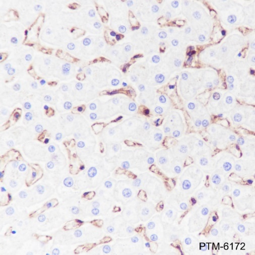 Anti-MHC Class I Rabbit mAb