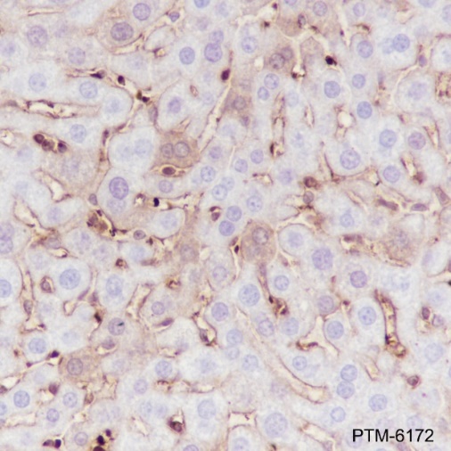 Anti-MHC Class I Rabbit mAb
