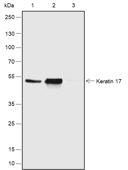Anti-Keratin 17 Rabbit mAb