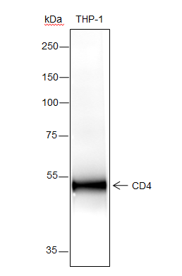 Anti-CD4 Rabbit mAb